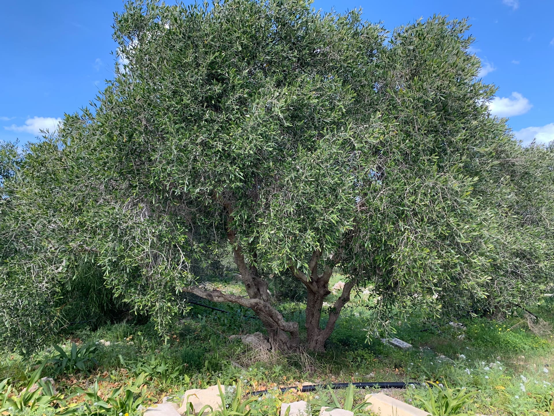 Malta - Galerie Bild 5 - Reise