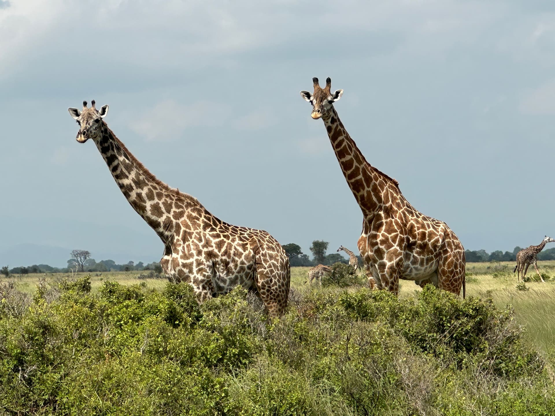 Game Drive im Mikumi Nationalpark - Titelbild - Tansania - Ausflug
