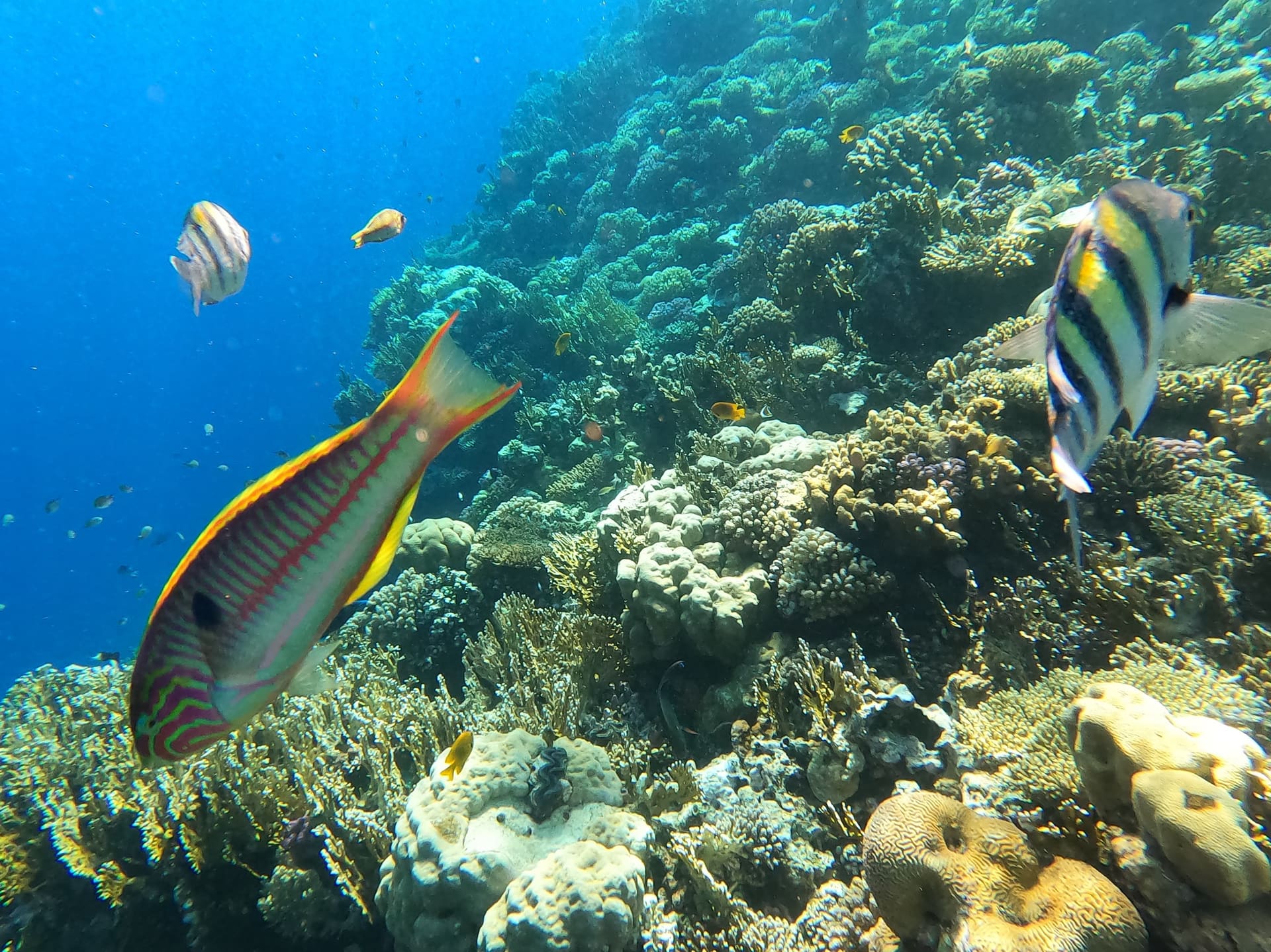 Hurghada, Aegypten - Galerie Bild 2 - Aegypten - Reise