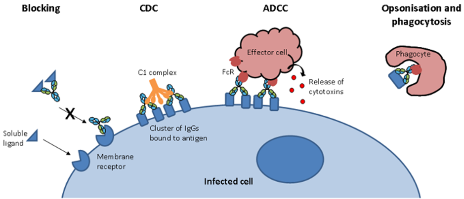 The Importance of IgG Glycosylation in Drug Development - GlycanAge