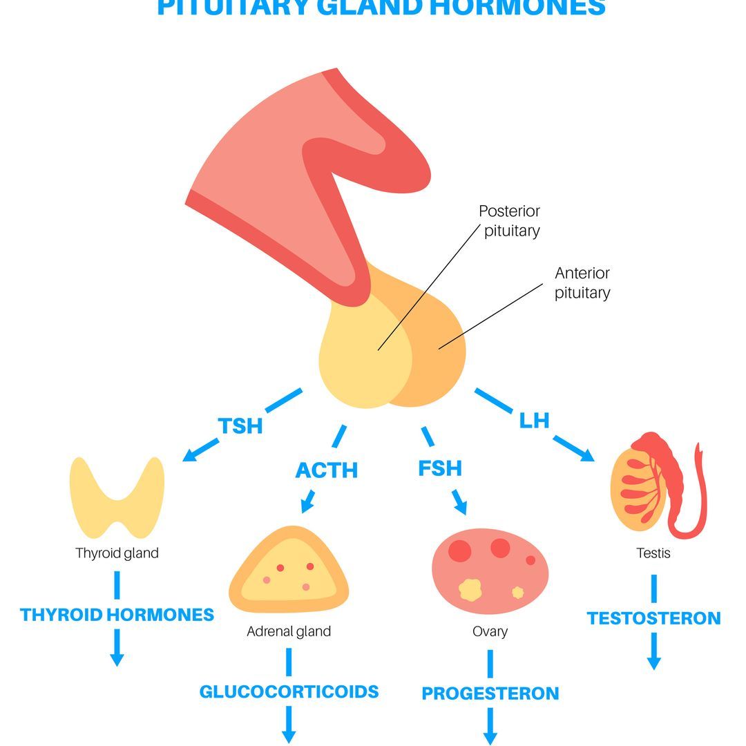  Illustration of the pituitary gland anatomy and hormones