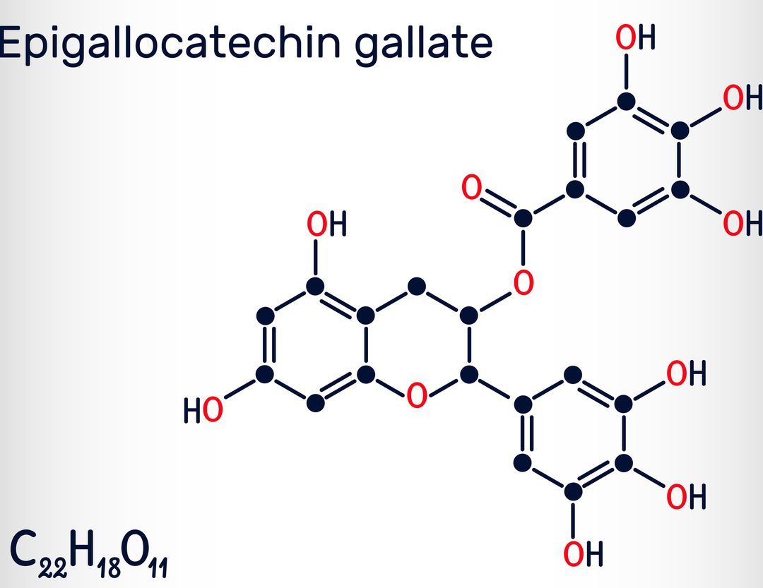 An illustration of the structural chemical formula for EGCG