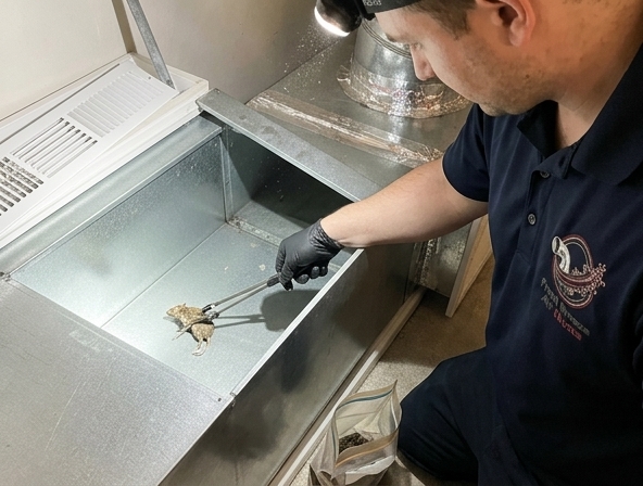 Dead Animal in Your Air Ducts? Petaluma Professionals Can Help