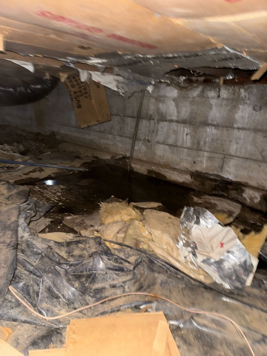 Dry-Rot Removal