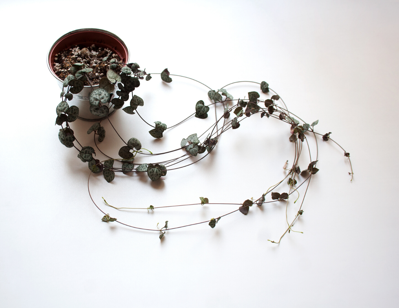 Ceropegia woodii