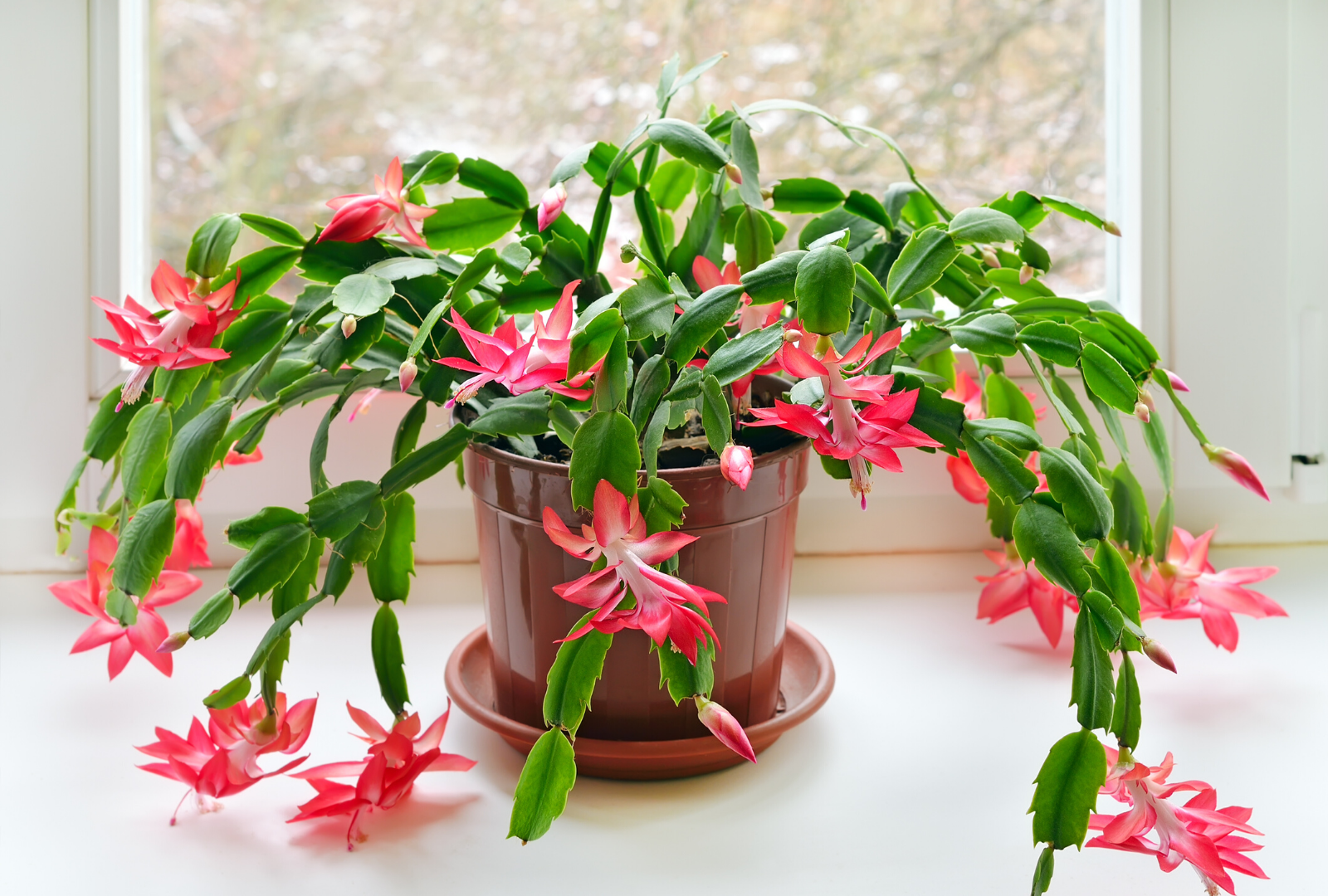 Schlumbergera