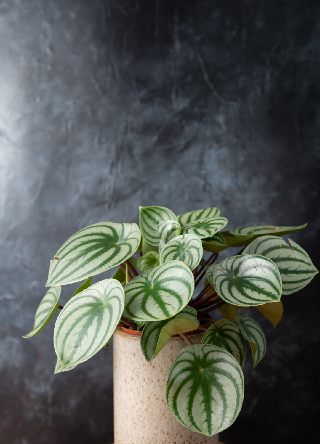 Peperomia argyreia