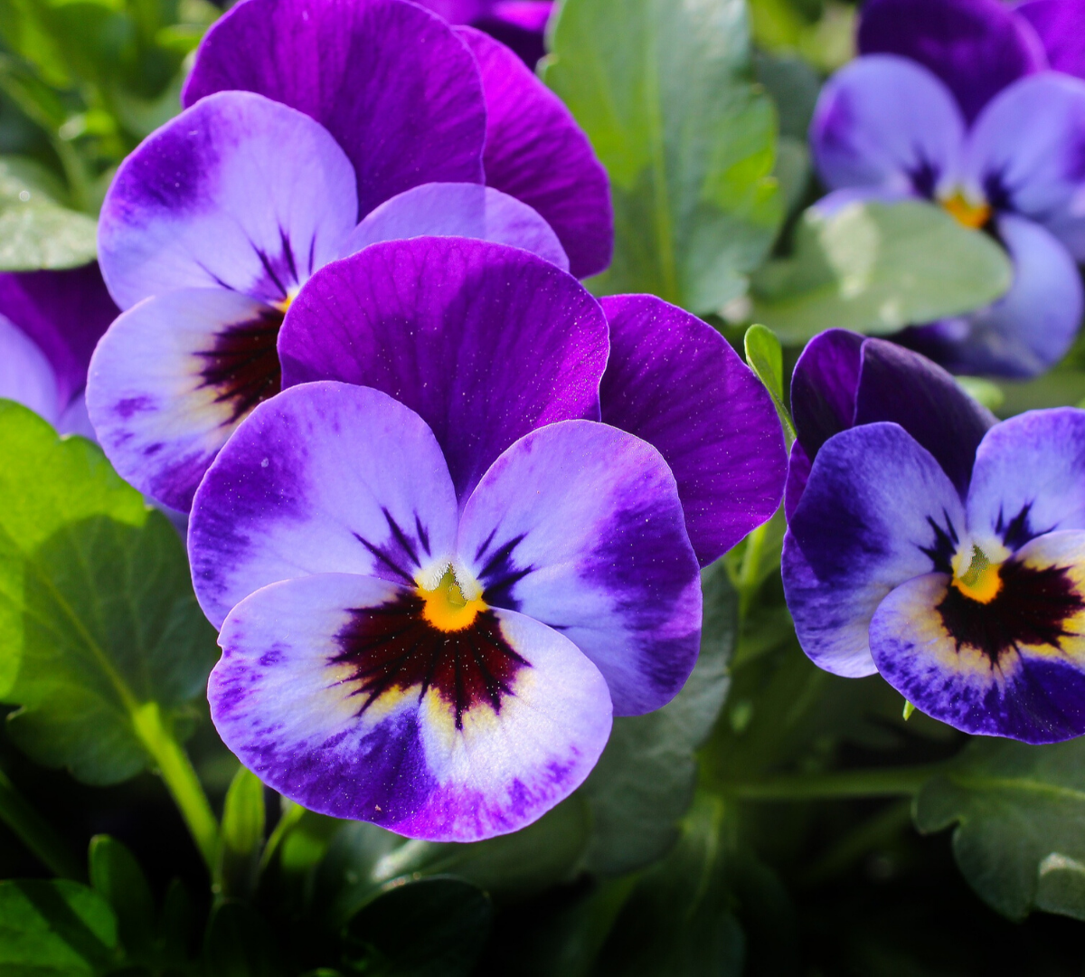 Violeta