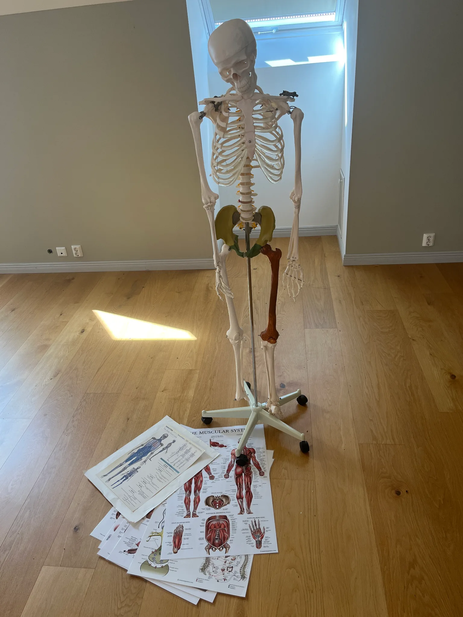 Anatomiskt skelett mm på auktion i Furulund hos Auctiona