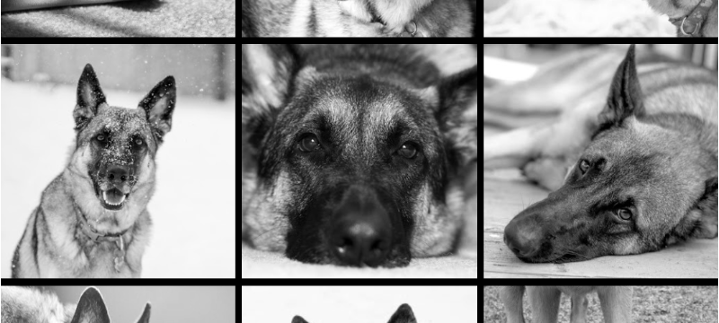 The Ballad of Houdini Rocket