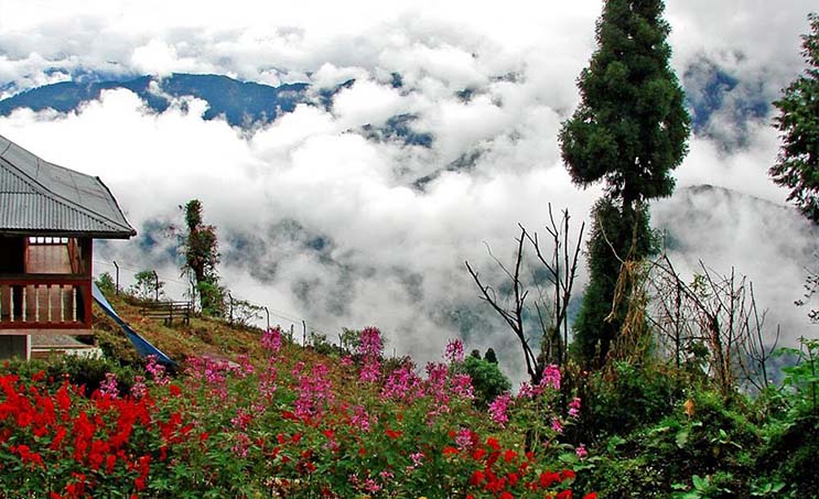 A scenic view of the lush forests and trails of Lava, Darjeeling