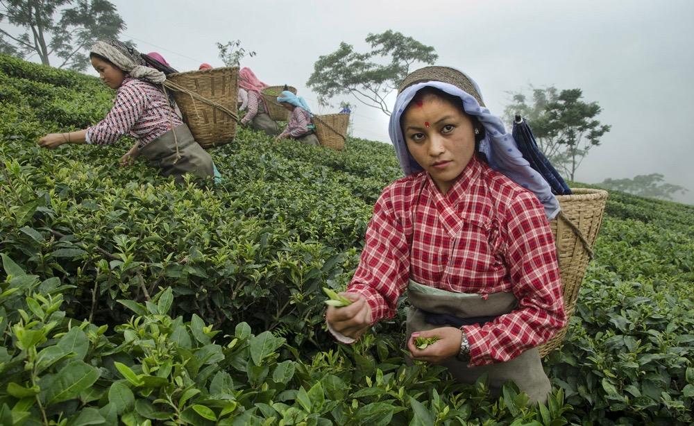 A scenic view of Mungpoo Tea Garden in Darjeeling