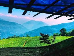 A scenic view of a tea estate in Mungpoo