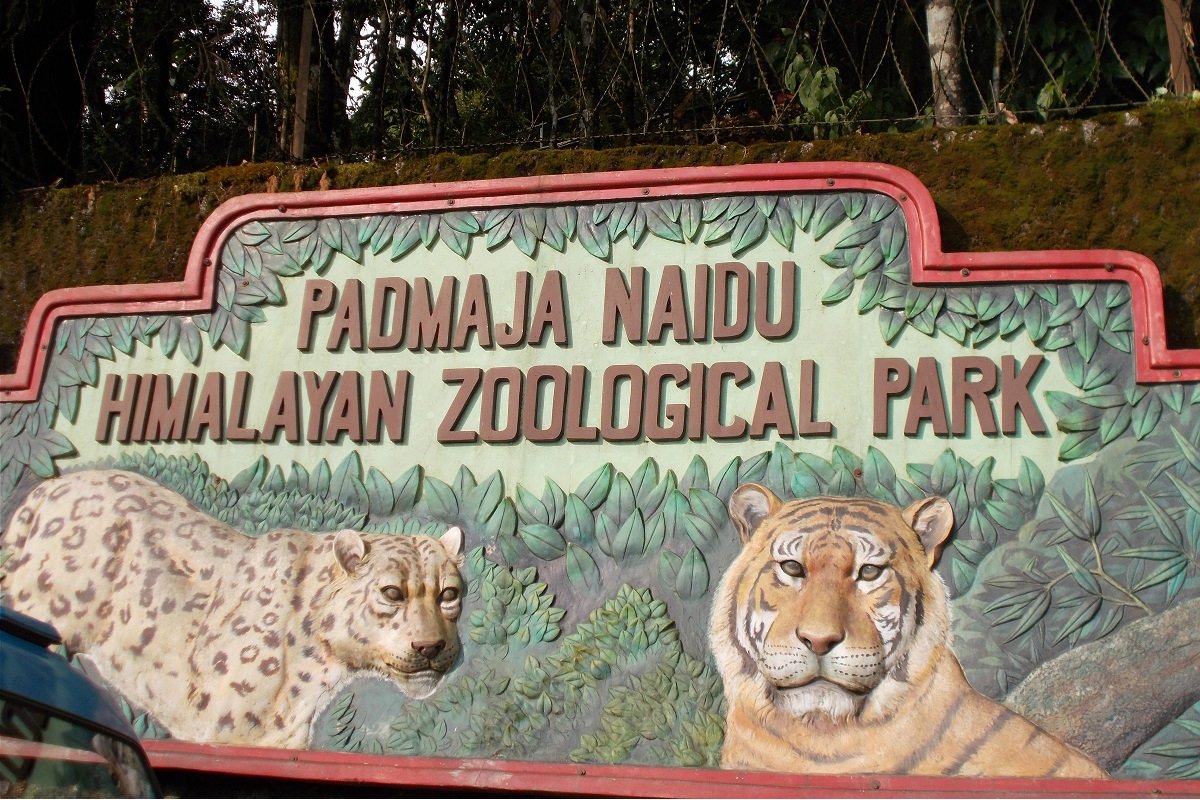 A red panda at the Himalayan Zoological Park
