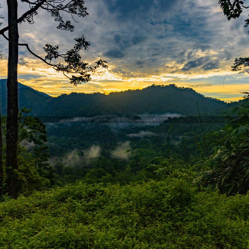 A scenic view of a tea estate in Tindharia