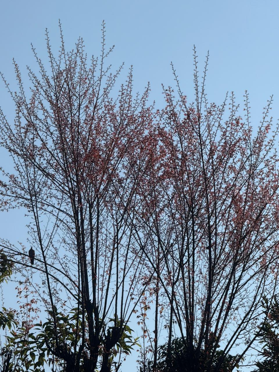 Sleeping Buddha Homestay