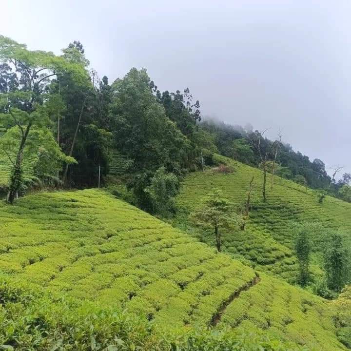 Kharkha Homestay - image 2