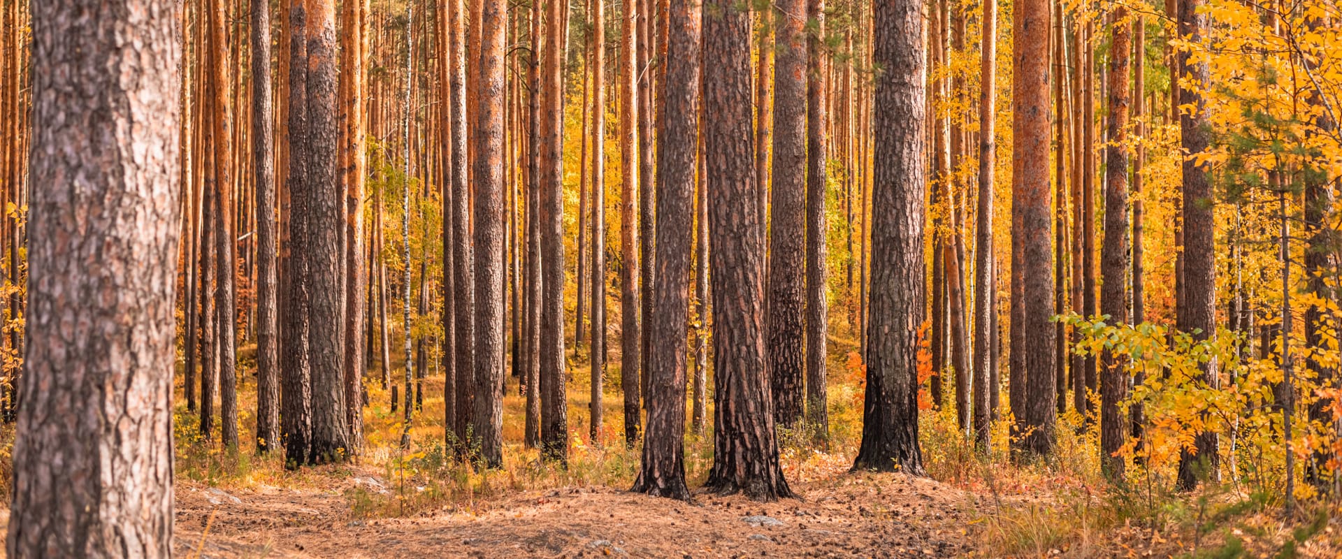 trees