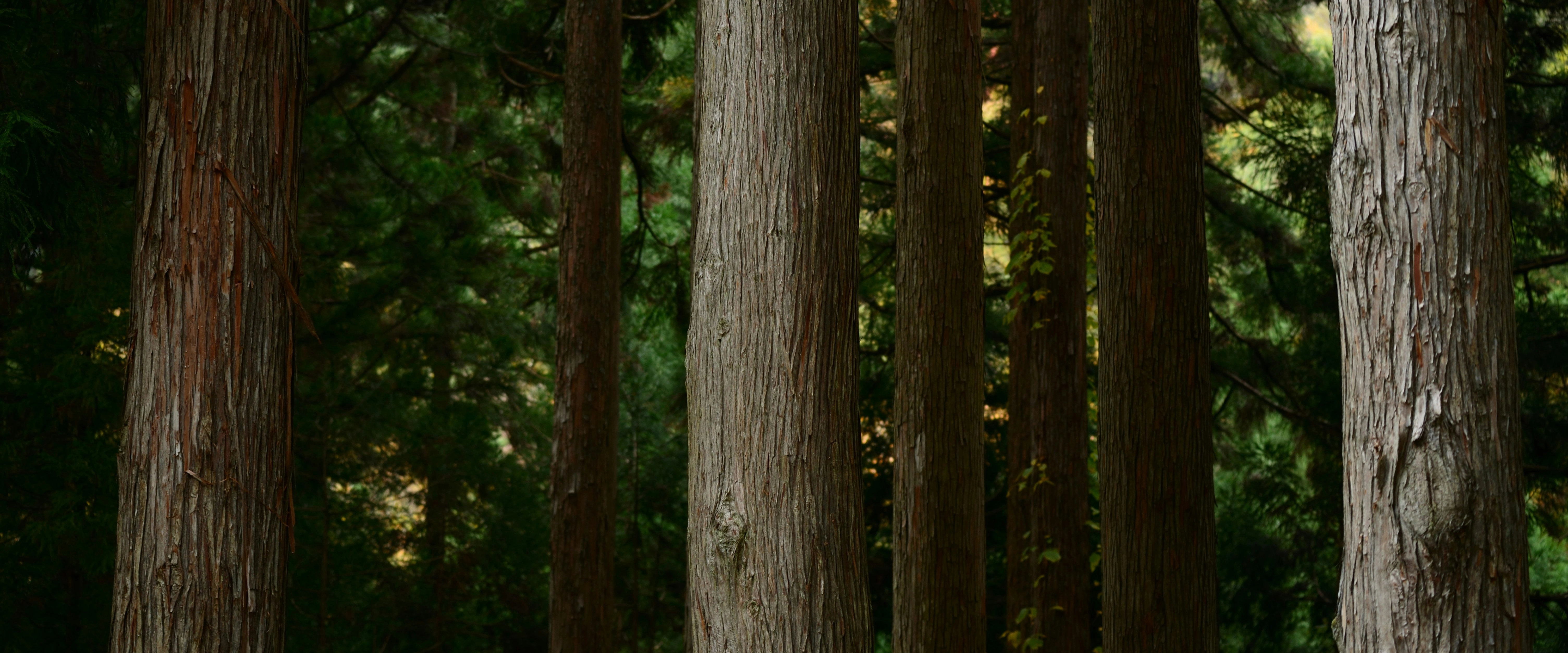 nature