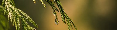cedar tree