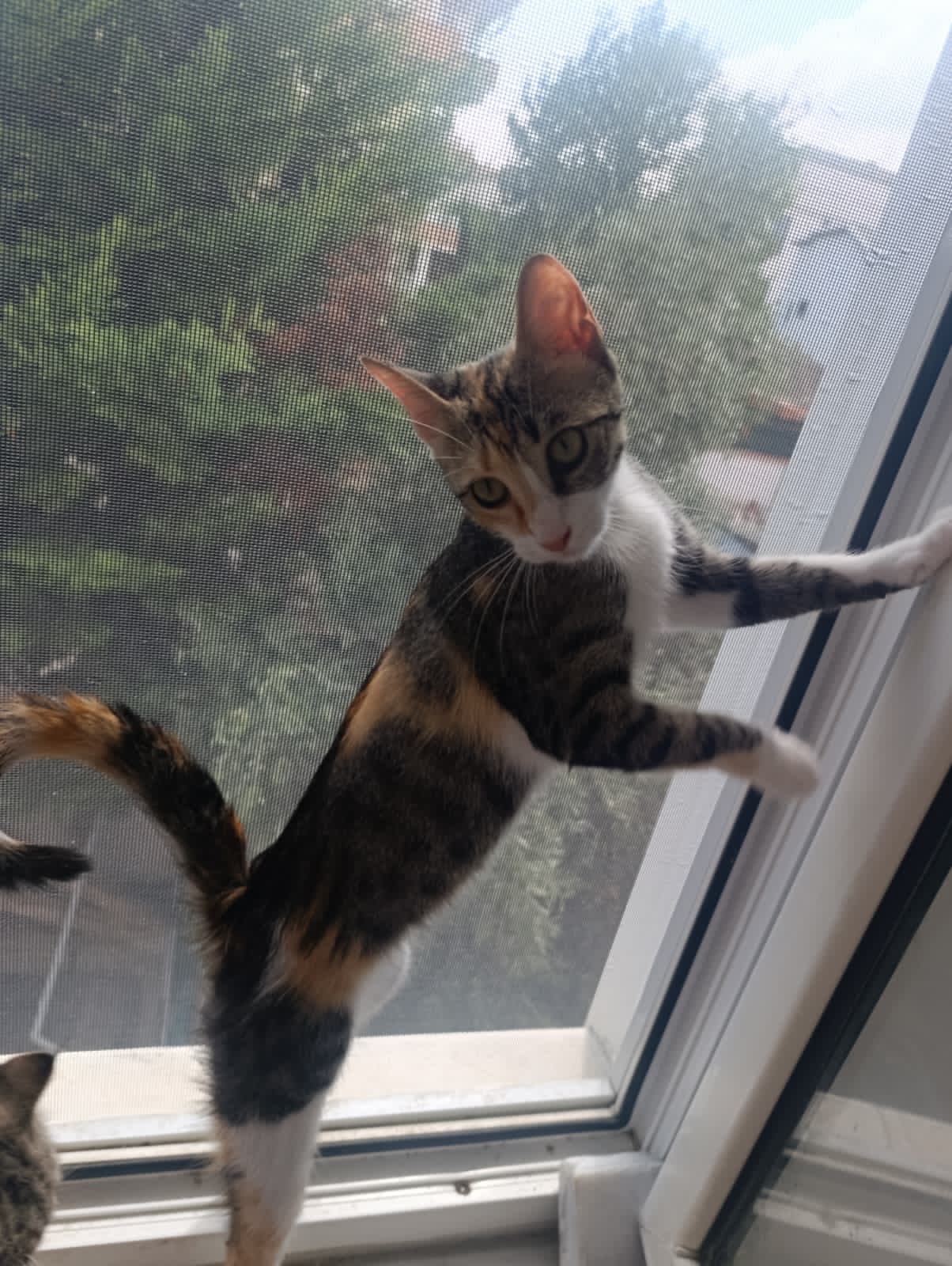 Mırmır