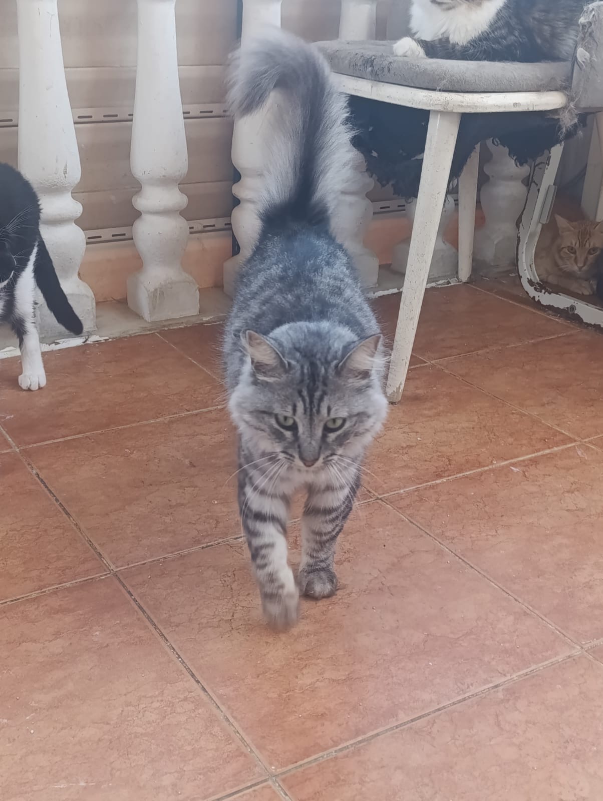 Duman