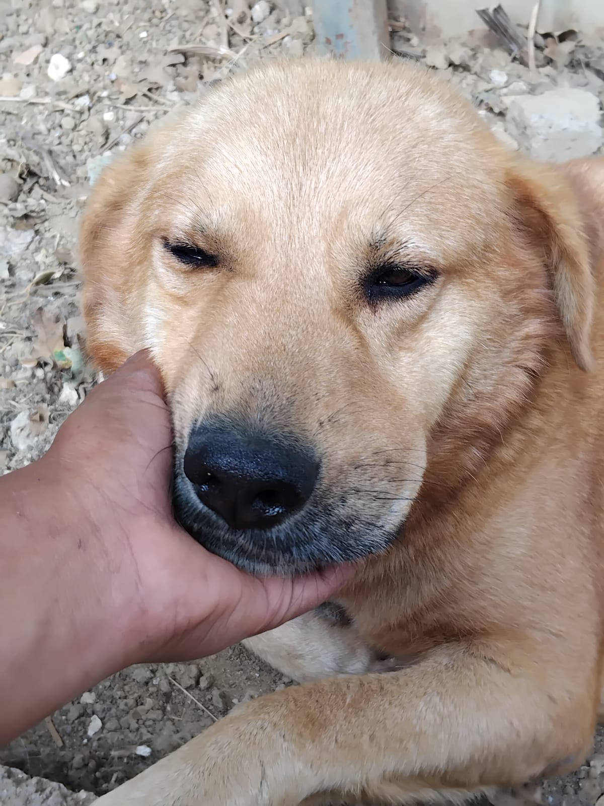 Bal