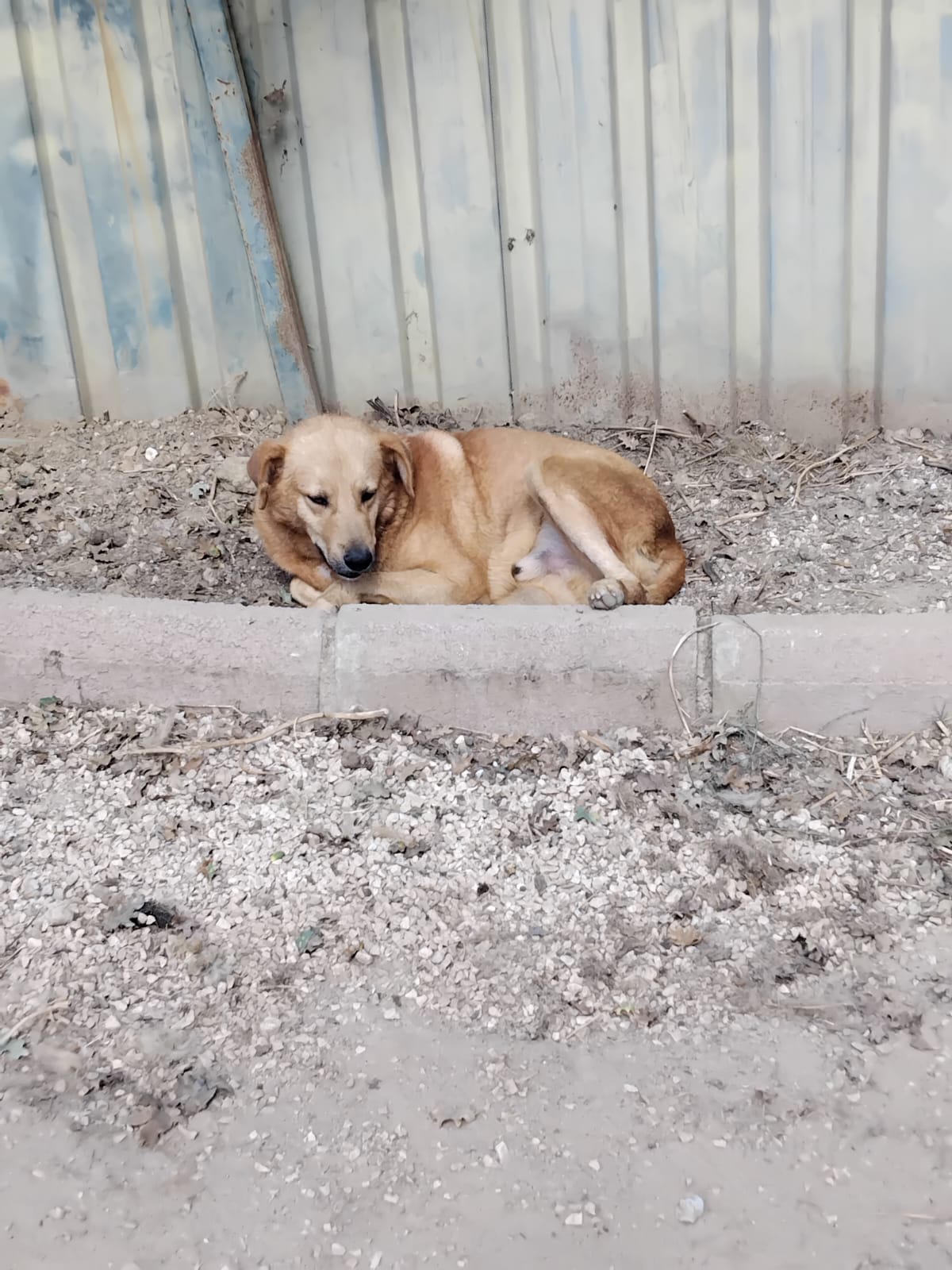 Bal