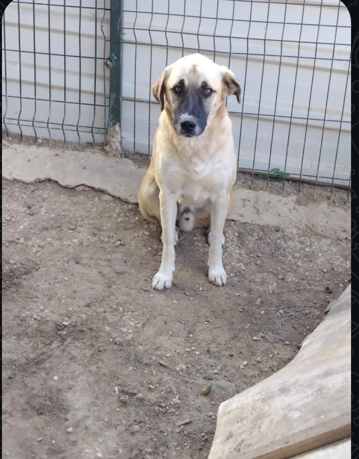 Atlas