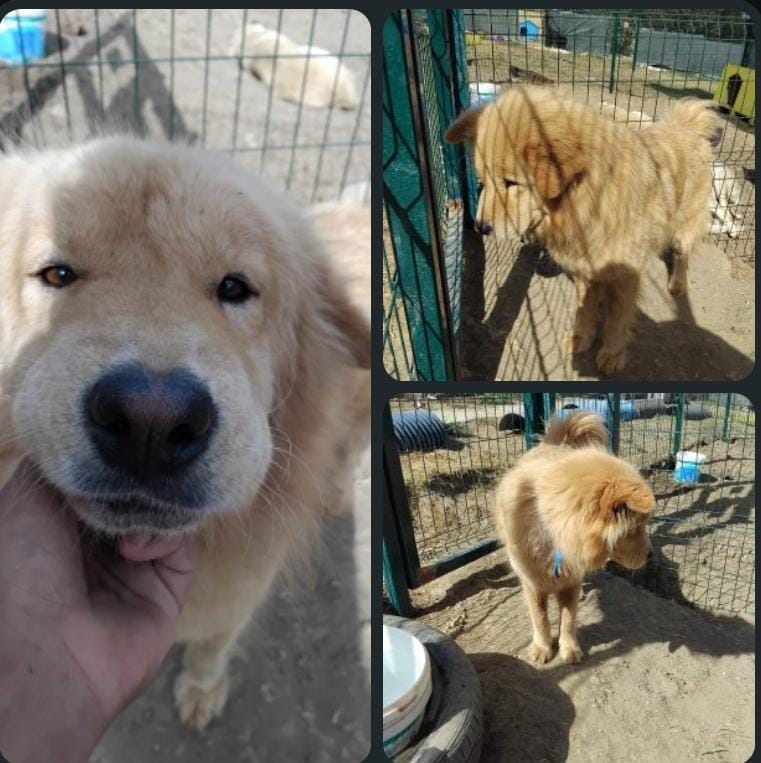 Simba
