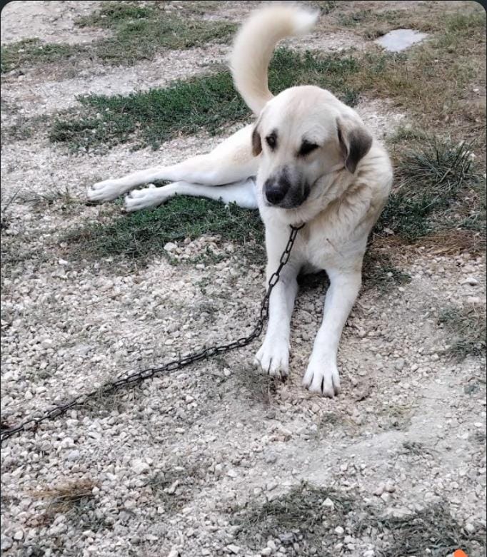 Stella