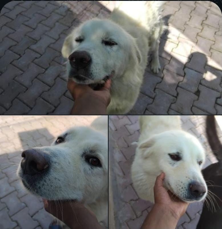 Bulut