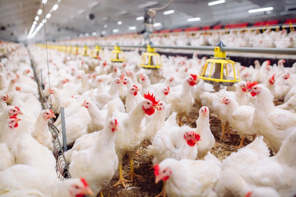 Poultry Farm with Egg Grading Stations