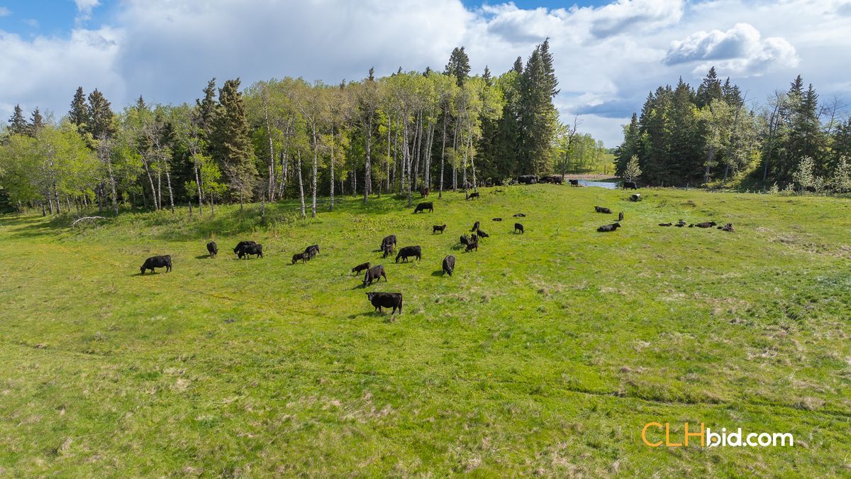 Selling Online July 3, 2024 - 170 Acres - Rimbey, AB