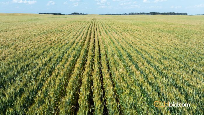 Selling Online Dec 3, 2024 - 959 Acres - Tangent, AB