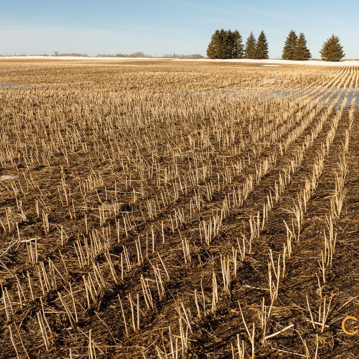 Selling Online April 24, 2025 - 159 Acres - Andrew, AB
