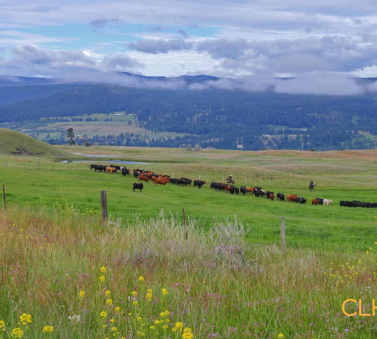Selling Online May 12, 2026 - 83,698 Acres - Princeton, BC