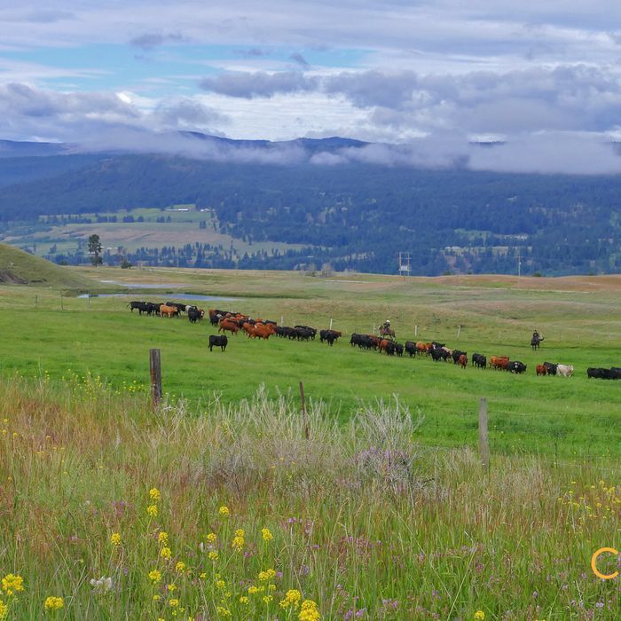 Selling Online Sept 25, 2025 - 83,698 Acres - Princeton, BC