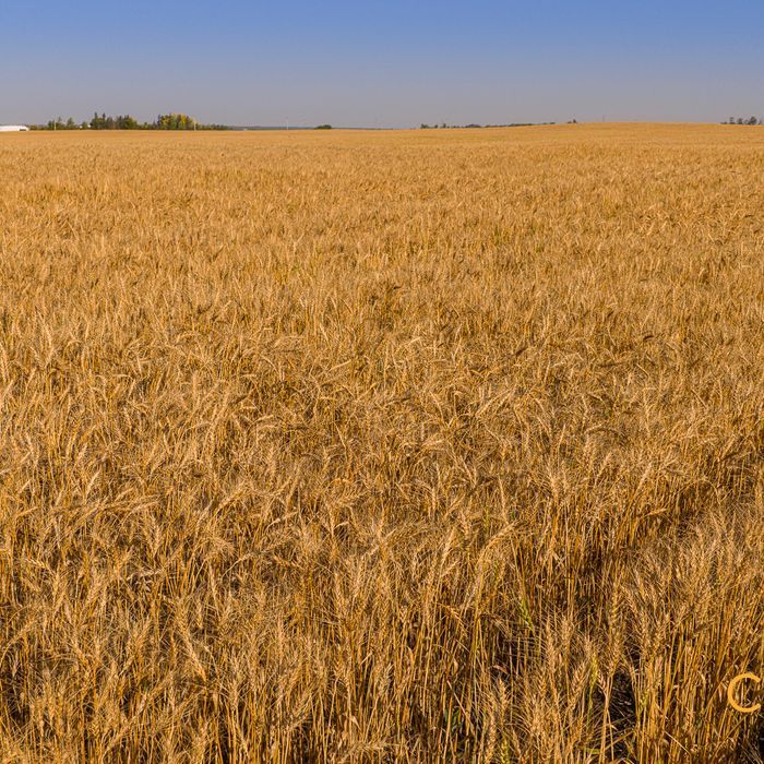 Selling Online Oct 1, 2025 - 157 Acres - Lamont, AB
