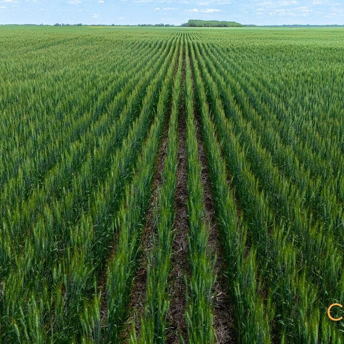 Selling Online July 28, 2025 - 828 Acres - Camrose, AB