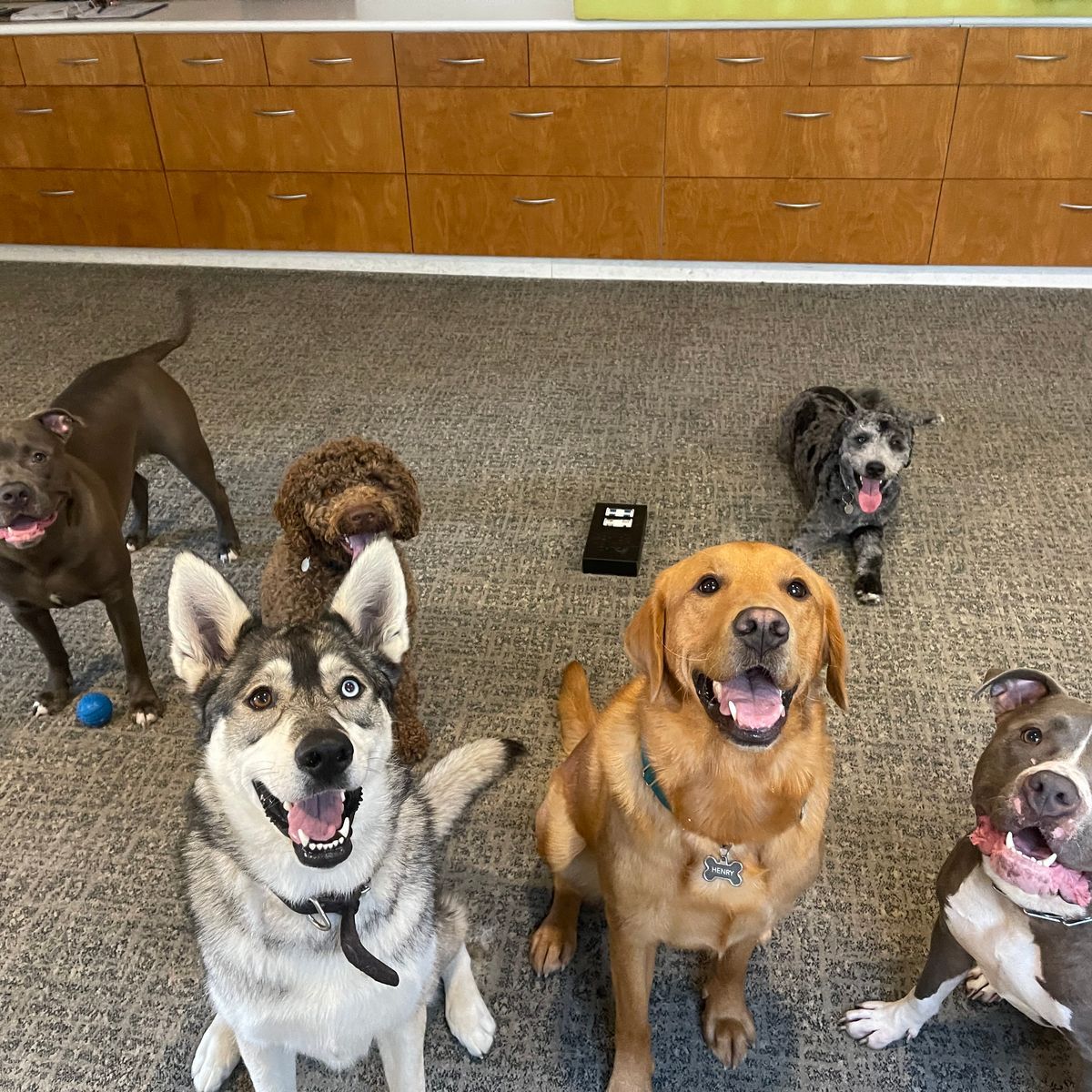 Structured, 5 Star Rated, Kennel-Free Dog Care Business in Toronto 