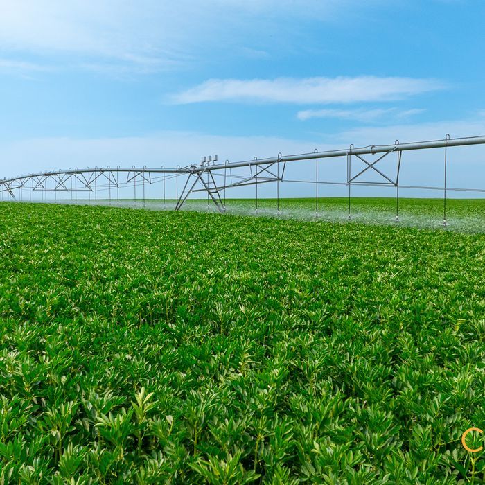 Selling Online Aug 14, 2025 - 262 Irrigation Acres - Taber, AB (SMRID)