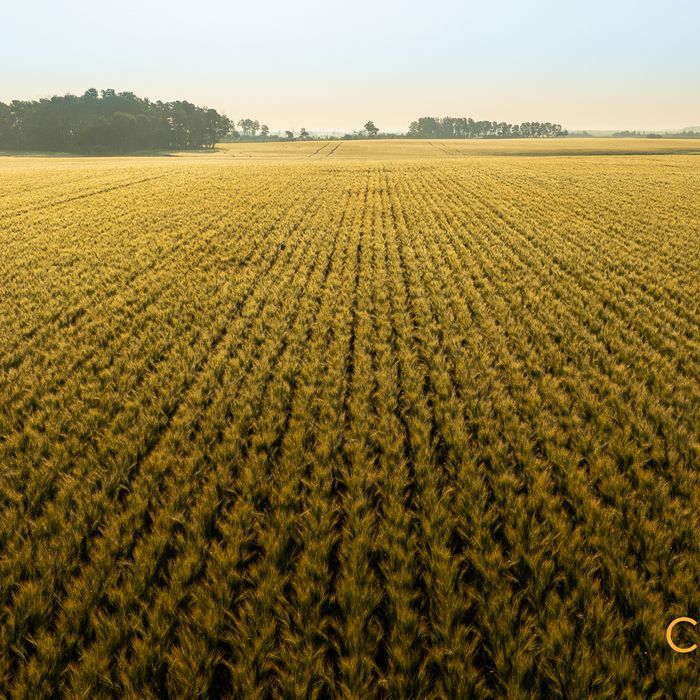 Selling Online Sept 23, 2025 - 318 Acres - Shoal Lake, MB