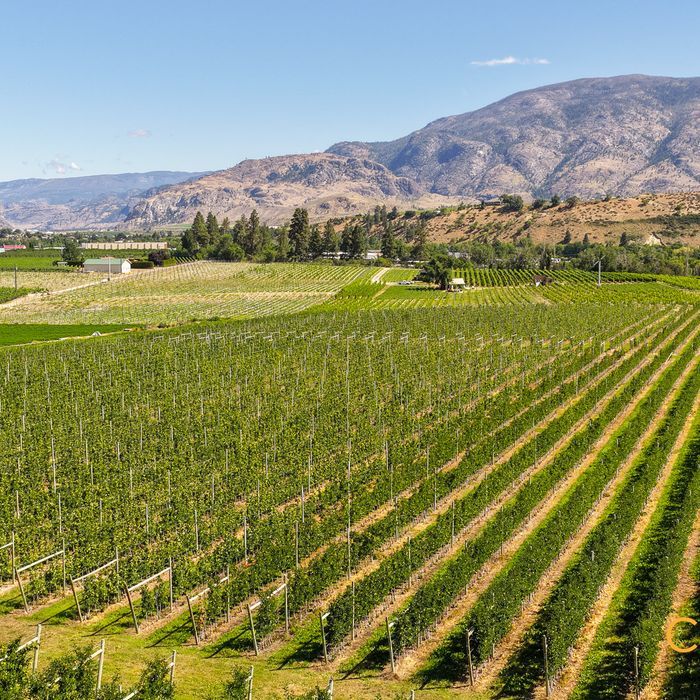 Selling Online Nov 5, 2025 - 16 Acres - Oliver, BC