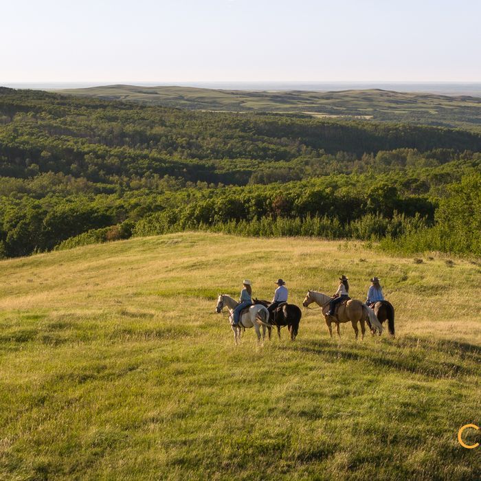 Selling Online Nov 13, 2025 - 2,386 Acres - Maple Creek, SK