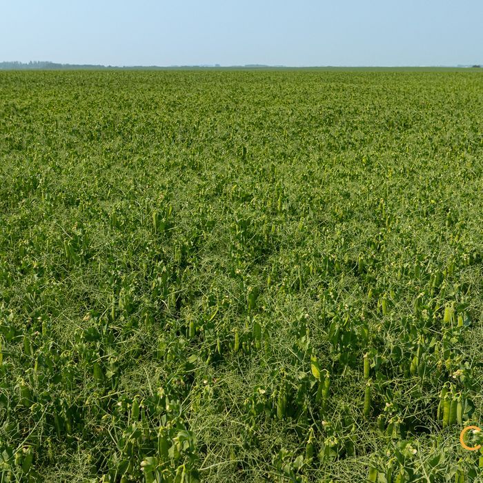 Selling Online Oct 2, 2025 - 160 Acres - Justice, MB