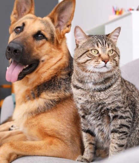 Freeze Dried Pet Treat Business for Sale