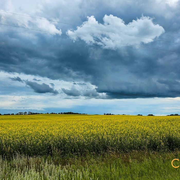 Selling Online April 16, 2026 - 232 Acres - Mundare, AB