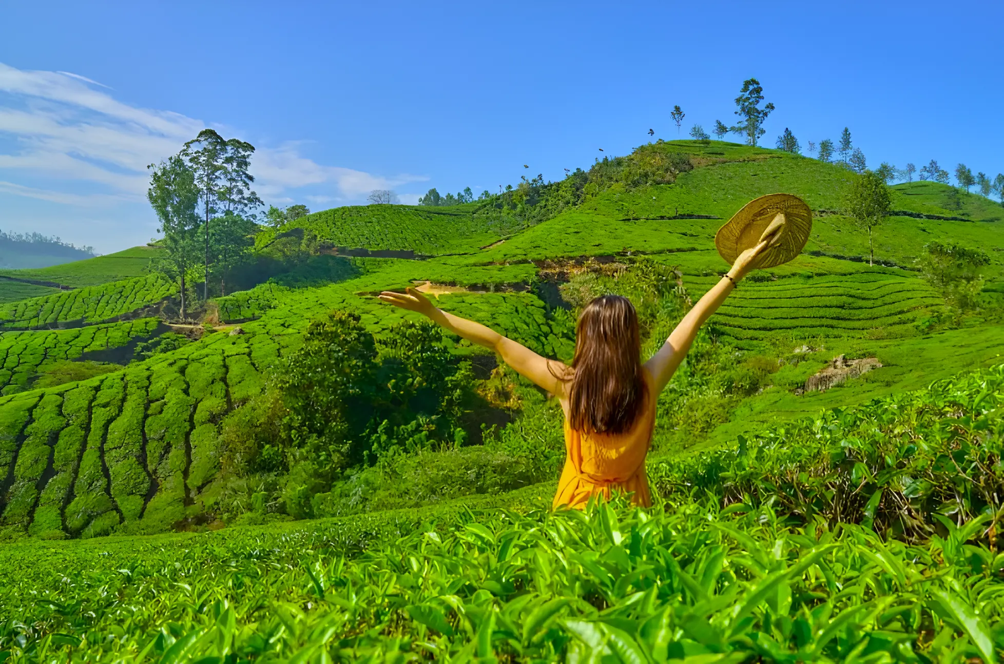 Lush green tea fields