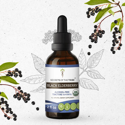 Black Elderberry